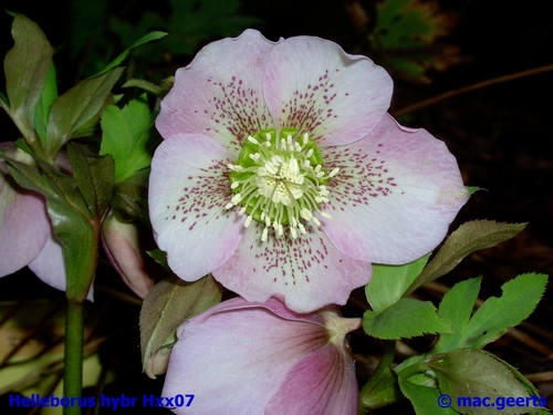 helleborus hybr